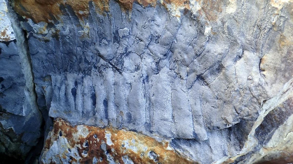Britští vědci šli na výlet. Našli největší zkamenělinu prehistorické mnohonožky